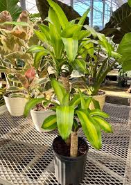 Image result for Dracaena fragrans