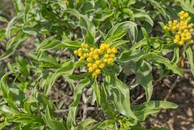 Image result for Psiadia punctulata