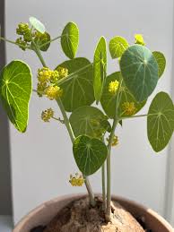 Image result for Cyphia erecta