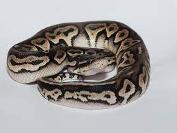Pewter Morph List World Of Ball Pythons Ball Python Beautiful Snakes Python