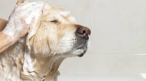 For example, johnson & johnson's baby shampoo is a great option to use on your dog. Best Oatmeal Shampoos For Dogs Ratings Reviews Top Picks