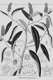 Image result for Sphenocleaceae