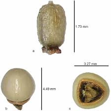 Image result for Scleria bambariensis