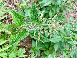 Image result for Droguetia