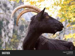 Maybe you would like to learn more about one of these? Image Black Goat Image Photo Free Trial Bigstock