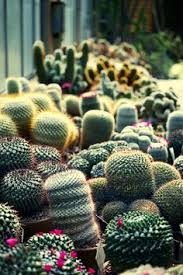 How to get to cactus from larnaca international airport. Good Fiend Goodfiend Profile Pinterest