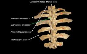 Image result for Lumbar vertebrae