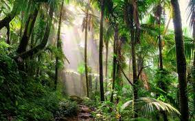 Перевод слова jungle, американское и британское произношение, транскрипция, словосочетания, однокоренные слова, примеры использования. 25 Of The World S Most Magical Jungle Adventures