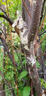 Plum Tree Issues Ask An Expert