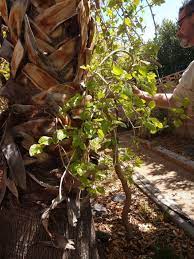 Like their counterparts to the north, southerners face some there are plenty of shrubs, flowers, vines and trees that are hearty enough for our climate and are highly attractive, too (yep, durability and good looks). Can Your Desert Trees And Plants Fight Climate Change Nevada Public Radio