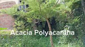 Image result for Acacia polyacantha