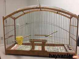 Kanarya Kafesi Ve Kanarya Kafesi Temizligi Bakimi Hayvanlar Net