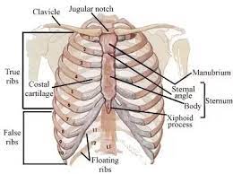 Ribs act like a cage of bones around your chest. Can 9 Ribs Be Broken By Performing Cpr Particularly The Anterior Aspects Of The Right Second Through Sixth And Left Second Through Fifth Ribs Quora