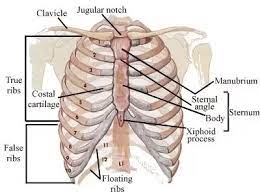 Most people have 12 pairs of ribs, but some people are born. Can 9 Ribs Be Broken By Performing Cpr Particularly The Anterior Aspects Of The Right Second Through Sixth And Left Second Through Fifth Ribs Quora