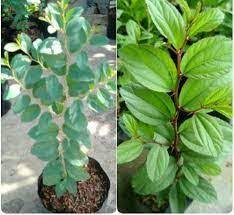 Pin On Bidara Arab Untuk Kecantikan Wa 085646415014