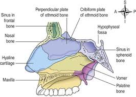 The nasal cavity opens onto the nasopharynx through two apertures called choanae, formed laterally by the pterygoid processes. The Respiratory System Basicmedical Key