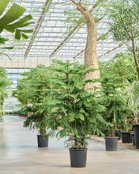 Image result for Ficus conraui