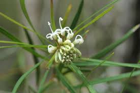 Image result for Grevillea linearifolia