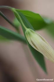 Image result for Clutia sessilifolia