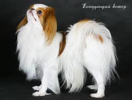 i have 2 japanese chin dogs and they are the most beautiful and loving pups that anyone could ask for they are my babies now porody sobak sobaki foto sobak