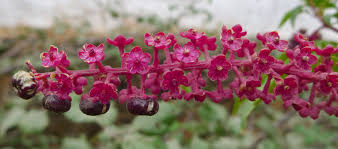 Image result for Phytolaccaceae