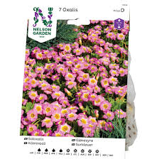 Image result for Oxalis depressa