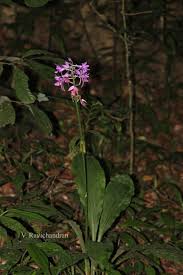 Image result for Calanthe sylvatica
