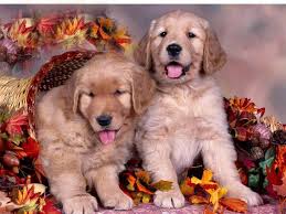 Check spelling or type a new query. Palm Beach Puppies Boca Raton Retail Pet