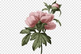 He is known for having revived the style and popularity of ogata kōrin, and for having created a number of reproductions of kōrin's work. Botanical Inspirations Deck Book Set Botanical Illustration Art Botany Flowers Peony Illustration Plant Stem Flower Png Pngegg
