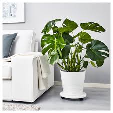 Monstera Pflanze Fensterblatt 21 Cm Ikea Deutschland Ikea Pflanzen Monstera Pflanzen Fur Innen
