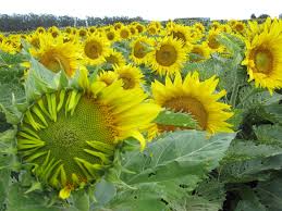 We did not find results for: How Sunflowers Follow The Sun Day After Day The New York Times
