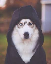 Kintamani bukan merupakan spesies, tetapi ras anjing. 38 Ide Bahan Pet Anjing Hewan Lucu Hewan