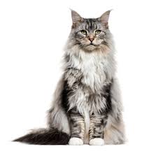 Cat Profile: Maine Coons