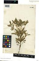 Image result for Polygala arenaria