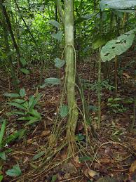 Image result for Caloncoba