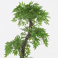 Le piante giapponesi possono avere diverse caratteristiche ma hanno sempre un preciso significato all'interno di un giardino, non possono stare ovunque. Vert Lifestyle Pianta Artificiale Elegante Fruticosa Giapponese Imitazione Lussuosa Da Interno 165 Cm Di Altezza Pianta Da Giardino Ideale Per La Casa O L Ufficio