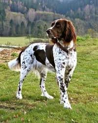 English pointers grow to about 23 to 28 inches tall and weigh anywhere from 45 to 75 pounds (20 to 33 kilograms). 11 German Longhaired Pointer Ideas German Longhaired Pointer Pointer Puppies Dog Breeds
