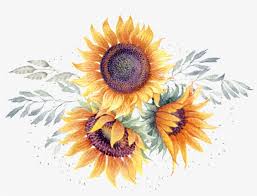 We would like to show you a description here but the site won't allow us. Clipart Transparent Background Sunflowers