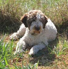 Maybe you would like to learn more about one of these? Lagotto Romagnolo Of Canada Kennels Lrc At Duckett Truffieres