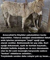 Nese Nin Gozdeleri Hayvan Hayvan Sozleri Hayvan Bilimi