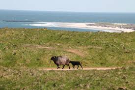 For other uses, see heligoland (disambiguation). Gu N Dach Helgoland Einheimische Verrat Geheimtipps Fur Tagesfahrt Entdeckerreisen