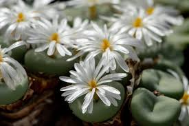 Image result for Orbea knobelii