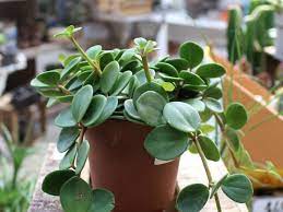 Peperomia are one of the best non toxic indoor plants for pets, so i think it's time for a lesson in caring for these guys.time for a peperomia party. Peperomia Hope World Of Succulents