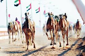 Robot jockeys atop camels before a race in abu dhabi. Traditional Sports In The United Arab Emirates Ict Project