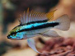 Apistogramma Trifasciata Three Stripe Dwarf Cichlid Tropical Fish Diszhal Info Cichlids Tropical Fish Aquarium Fish