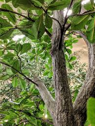 This Looks Like A Close Up Picture Of A Living Tree But It S Actually A Fabricated Black Olive Tree We Use Molds Made Black Olive Tree Tree Close Up Pictures