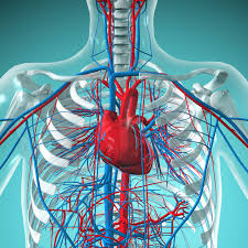 Artery, in human physiology, any of the vessels that, with one exception, carry oxygenated blood and nourishment from the heart to the tissues of the body. Pulmonary Vein Anatomy Function And Significance