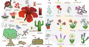 List Of Plant And Flower Names In English With Pictures 7 E S L Flower Names Flowers Name List List Of Flowers