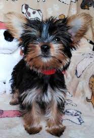 Ruby Is A Female Chorkie Puppy For Sale At Puppyspot Call Us Today To Learn More Reference 631373 When You Call Puppies Lap Dogs Puppy Kisses
