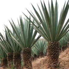 Image result for Agave sisalana